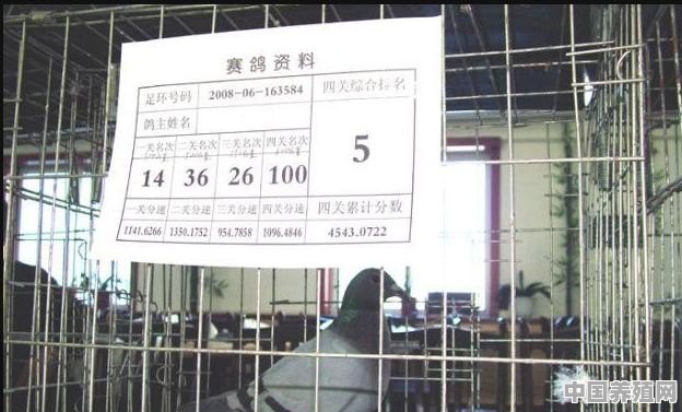 乳鸽养多少天可以出售 - 中国养殖网