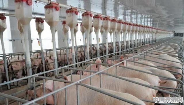 湟中猪养殖户 - 中国养殖网