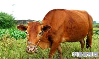 办牛羊养殖场需要哪些手续 - 中国养殖网