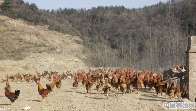鹊山鸡为什么那么贵 - 中国养殖网
