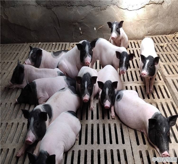 杜鲁克猪养殖 - 中国养殖网