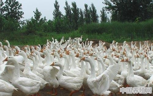 养鹅和散养土鸡哪个利润大些 - 中国养殖网