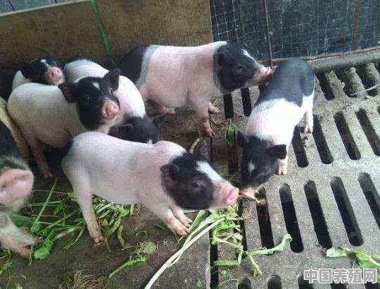 林中之猪是什么意思 - 中国养殖网