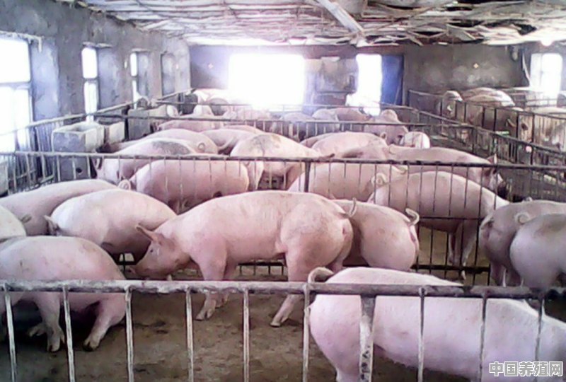 内三元和外三元猪的料肉比哪个高 - 中国养殖网