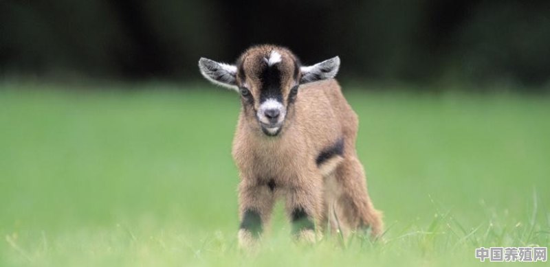 小尾巴羊是什么品种图片 - 中国养殖网