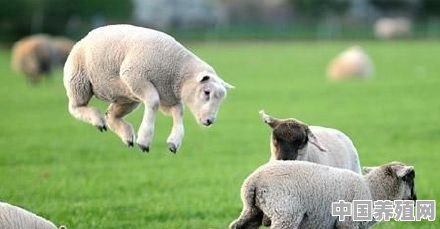 多少只羊算小型养殖 - 中国养殖网