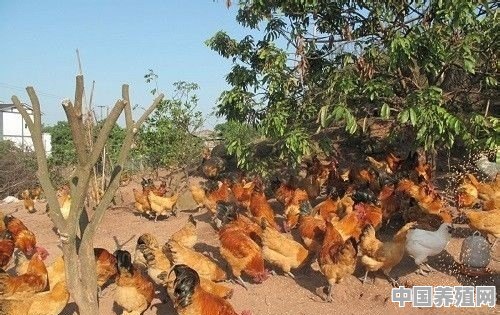 散养土鸡的养殖方法 - 中国养殖网