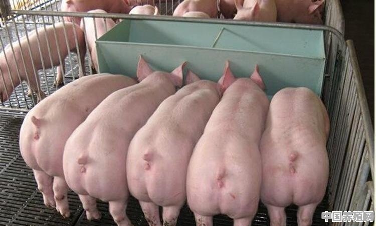 保育猪养殖的指标有哪些 - 中国养殖网