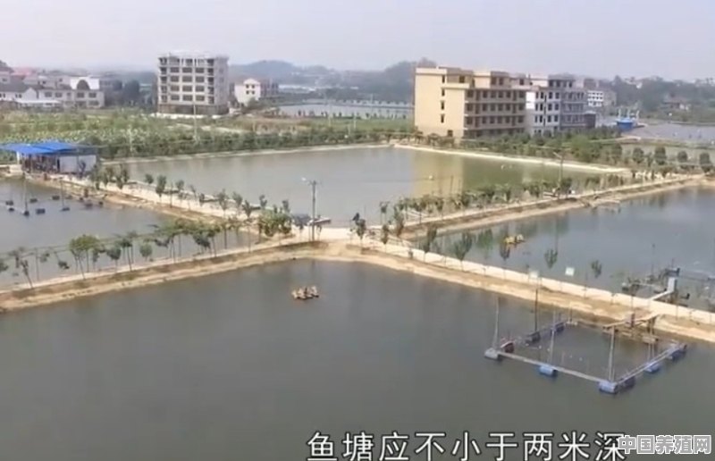 花鲢鱼天然养殖方法视频 - 中国养殖网
