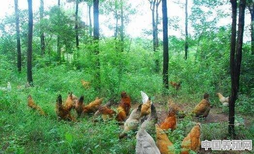 农村林地养殖鸡违法吗? - 中国养殖网