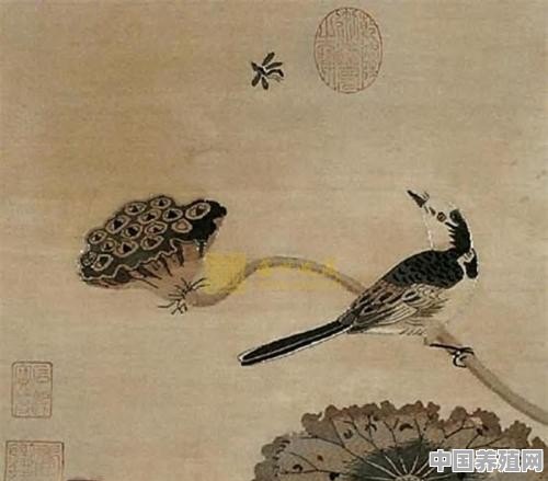 莲塘乳鸭图的基本信息 - 中国养殖网
