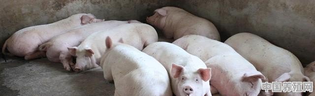 养殖猪不爱吃饭怎么办 - 中国养殖网