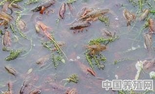 养殖虾池怎么选址最好 - 中国养殖网