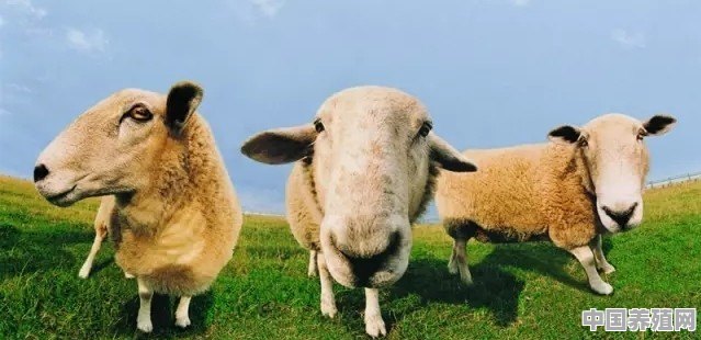 养30只羊一年能赚多少钱 - 中国养殖网