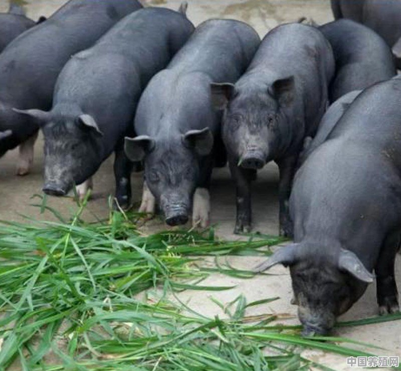 特猪野猪养殖基地在哪里 - 中国养殖网
