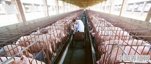 养殖场猪生长周期 - 中国养殖网