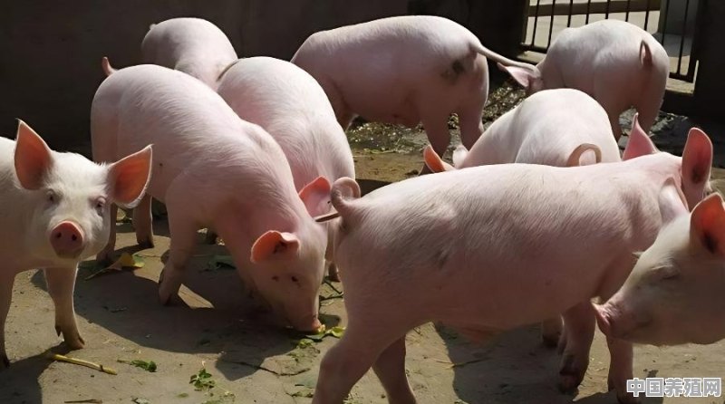 农民养猪自己可以卖吗 - 中国养殖网