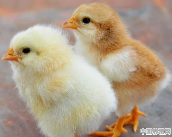 鸡苗养殖模式有哪些 - 中国养殖网