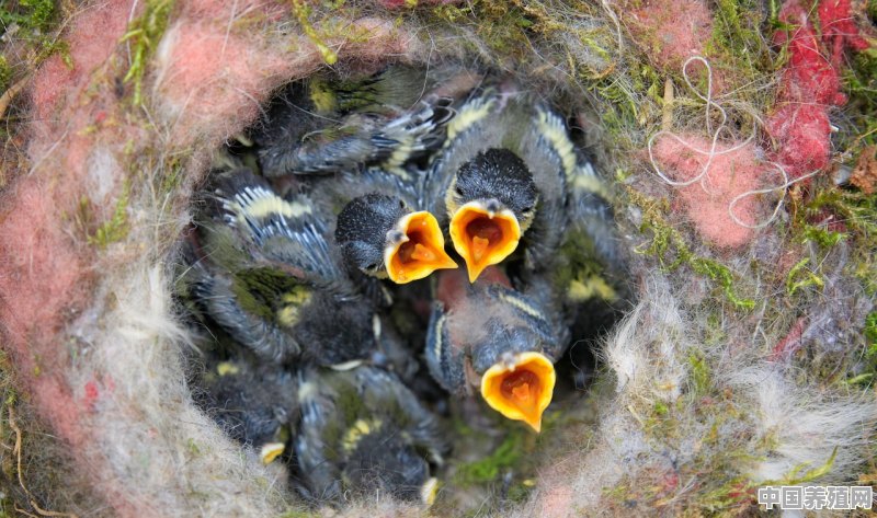 赤麻鸭幼鸟吃什么 - 中国养殖网