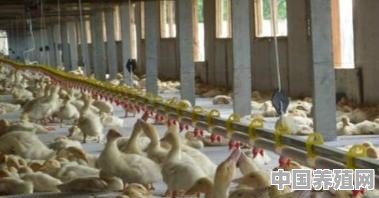 30龄鸭养殖技术视频 - 中国养殖网