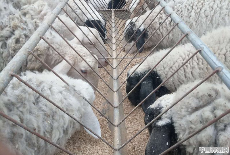 羊心管怎么穿串 - 中国养殖网