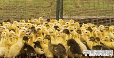怎么挑选健康的雏鸭并且分辨雏鸭的公母 - 中国养殖网