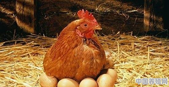 养殖鸡下蛋几天出栏 - 中国养殖网