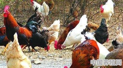 鸡场养鹅 - 中国养殖网