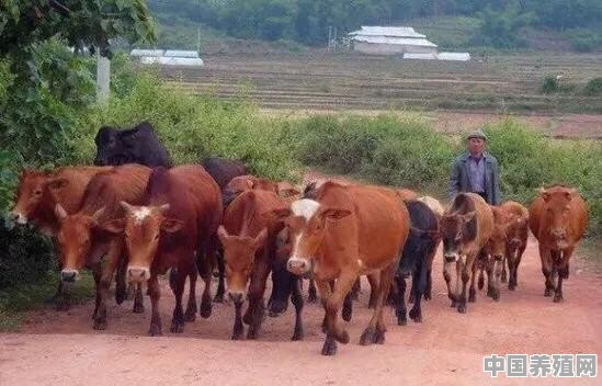 全国养牛大省 - 中国养殖网