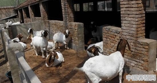 养殖羊怎么预防布病 - 中国养殖网
