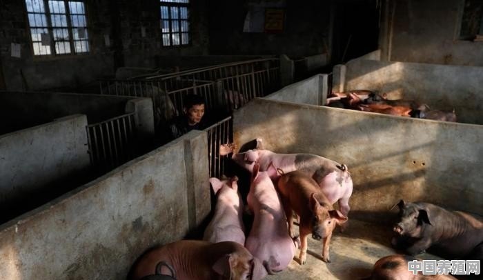 生猪规模养殖比重怎么算 - 中国养殖网