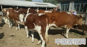 特种养殖牛场 - 中国养殖网