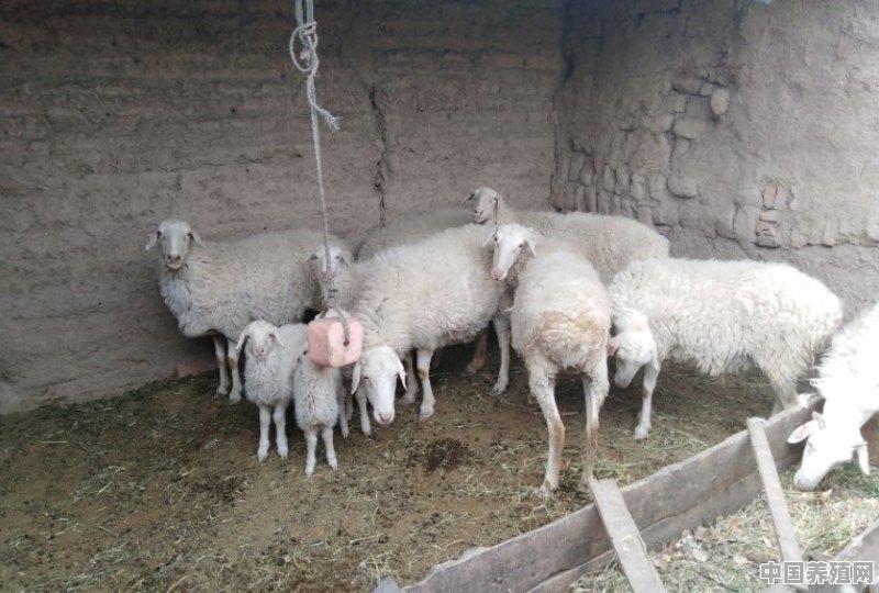 300只小羊需要多少草料钱 - 中国养殖网