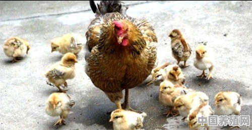野生原鸡养殖场视频 - 中国养殖网