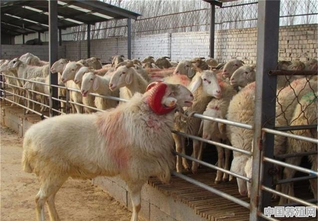 养殖场的羊槽子叫什么 - 中国养殖网