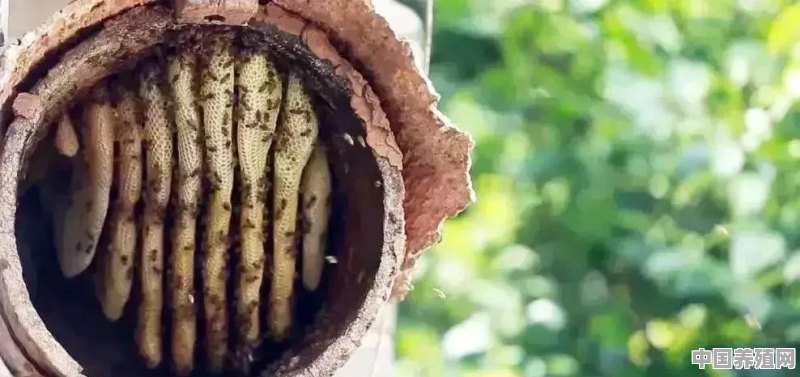 我的世界怎么变蜜蜂 - 中国养殖网