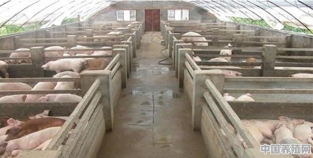 猪养殖场地规模 - 中国养殖网