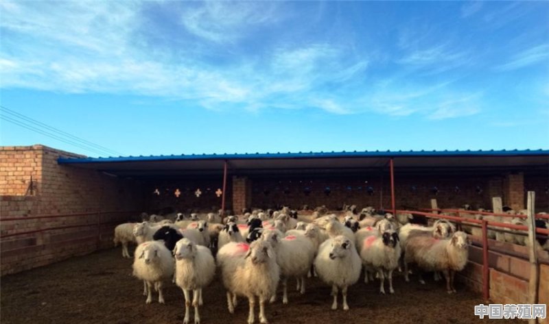 湖北恩施养殖羊场出售羊粪 - 中国养殖网