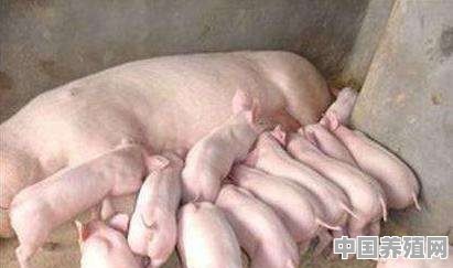 宠物养殖猪的价格是多少 - 中国养殖网