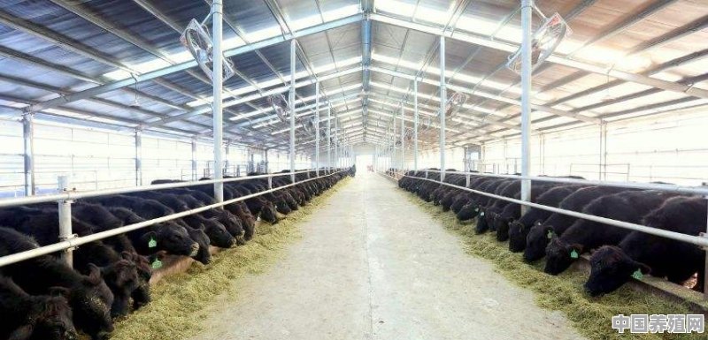 中国牛养殖规模排名榜 - 中国养殖网