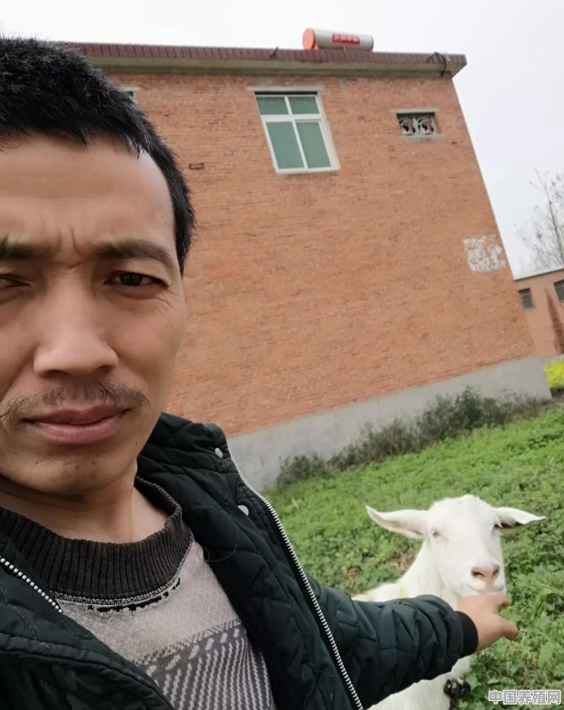 养殖场羊价新行情 - 中国养殖网