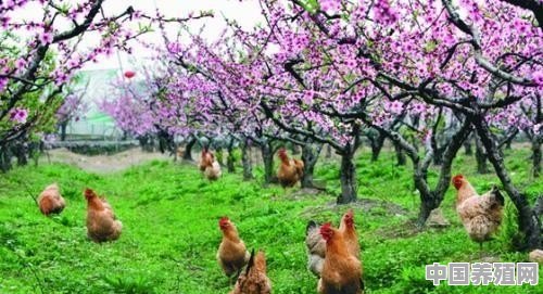 散养土鸡和土鸡蛋如何做好销售 - 中国养殖网