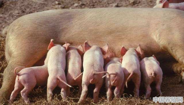 5000头猪场需多少人 - 中国养殖网