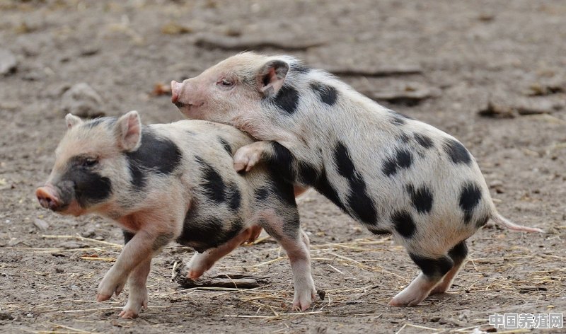 猪保险的保额是多少 - 中国养殖网