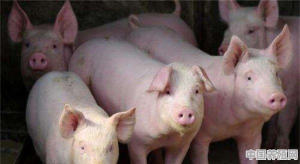 猪养殖基地出售信息最新 - 中国养殖网
