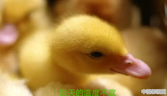 鸭的养殖方法温度是多少 - 中国养殖网