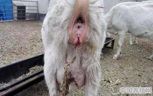 辽宁养殖羊哪个品种好 - 中国养殖网