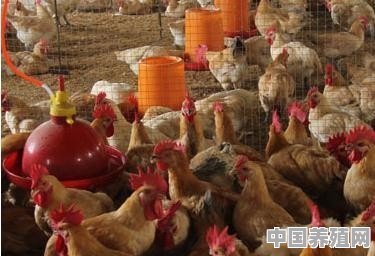 秋季如何养殖鸡鸭 - 中国养殖网