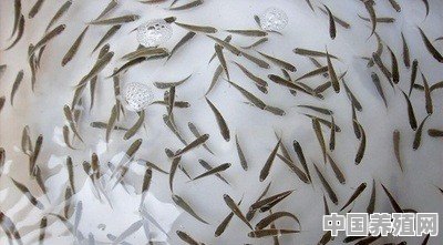 3月钓鲈鱼技巧 - 中国养殖网