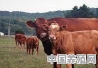 不让牛睡觉是不是长得快些 - 中国养殖网